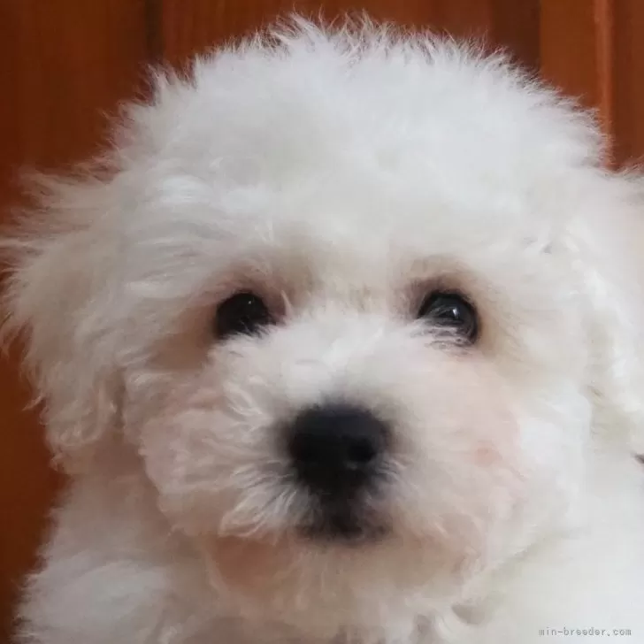 S 様のお迎えした子犬