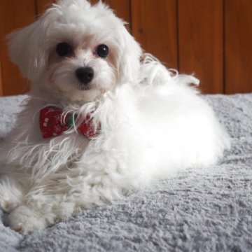 ミックス(マルチーズ×ビションフリーゼ)【愛知県・女の子・2025年6月3日・ホワイト】の写真「ぴょんぴょん走る姿がかわいいです。」