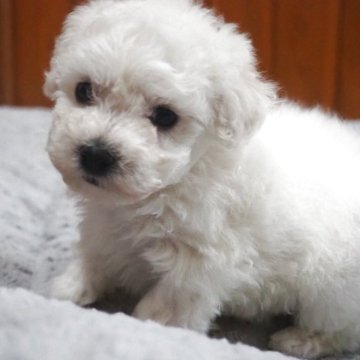 ビションフリーゼ【愛知県・女の子・2025年10月12日・ホワイト】の写真「優良血統です。」