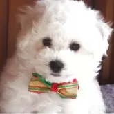 ビションフリーゼ