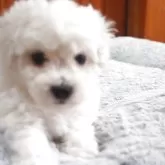 ビションフリーゼ