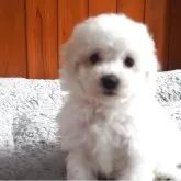 ビションフリーゼ