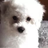 ビションフリーゼ