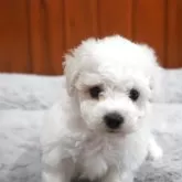 ビションフリーゼ