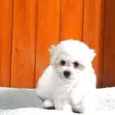 ビションフリーゼ