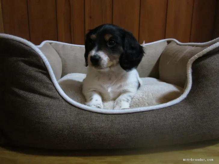 ID：2102-00747の子犬