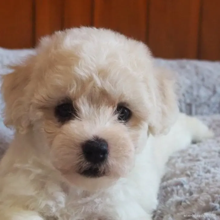 てる 様のお迎えした子犬