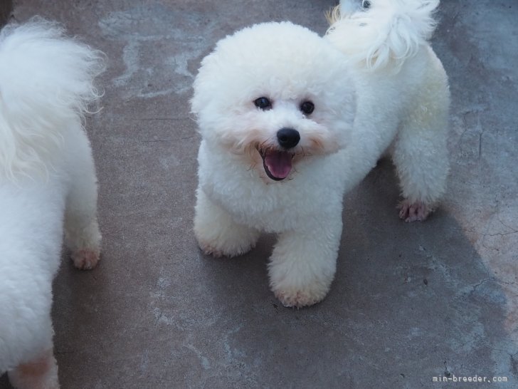 ビションフリーゼ【・男の子・2020年6月22日・ホワイト】