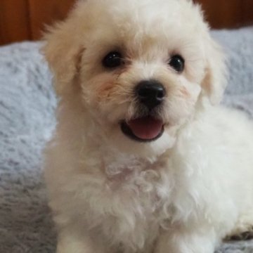 ビションフリーゼ【愛知県・男の子・2023年5月7日・ホワイト】の写真「優良血統です。」