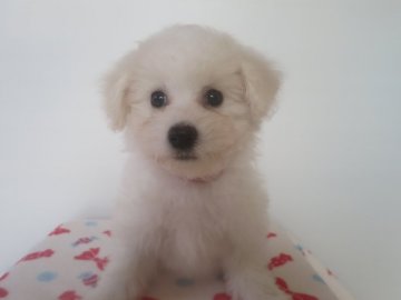 ビションフリーゼ【愛知県・女の子・2019年9月2日・ホワイト】の写真「おてんば娘です」