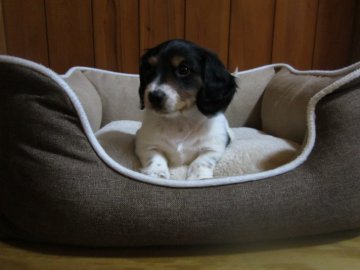 ミニチュアダックスフンド(ロング)【愛知県・女の子・2020年12月20日・ブラックタンパイボールド】の写真「チャーミングな女の仔」