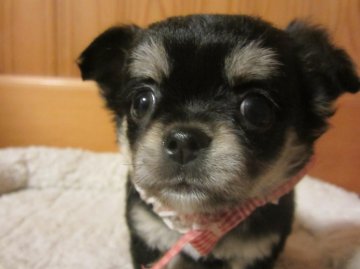 チワワ(ロング)【愛知県・女の子・2012年9月25日・ブラックタン&フォーン】の写真「」