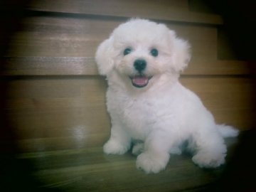 ビションフリーゼ【愛知県・男の子・2018年7月13日・ホワイト】の写真「一人っ子で甘えん坊さん　」