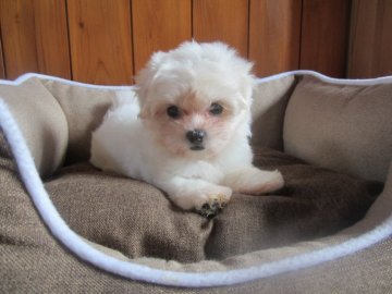 マルチーズ【愛知県・女の子・2021年6月6日・ホワイト】の写真「活発な女の仔です。」