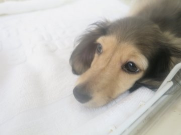 ミニチュアダックスフンド(ロング)【愛知県・男の子・2020年7月27日・シューデットイエロー】の写真「元気な男の仔です。　」