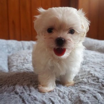 ミックス犬(マルチーズ×マルチーズ)【愛知県・男の子・2023年7月10日・ホワイト】の写真「好奇心旺盛な男の仔です。」