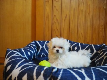 マルチーズ【愛知県・男の子・2021年11月17日・ホワイト】の写真「小さな男の仔です。」