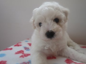 ビションフリーゼ【愛知県・男の子・2019年5月26日・ホワイト】の写真「元気な男の子です。」