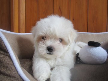 マルチーズ【愛知県・男の子・2021年6月20日・ホワイト】の写真「元気！」