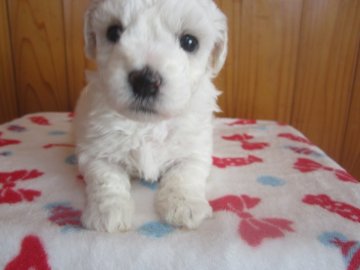 ビションフリーゼ【愛知県・女の子・2018年12月22日・ホワイト】の写真「アフロヘア―想像　可愛い」