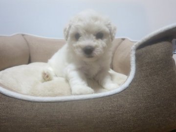 ビションフリーゼ【愛知県・男の子・2021年1月15日・ホワイト】の写真「小ぶりな男の仔です。」