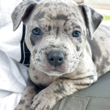 アメリカンピットブルテリア【北海道・女の子・2025年8月10日・ブルーマール】の写真「豹柄犬♡」