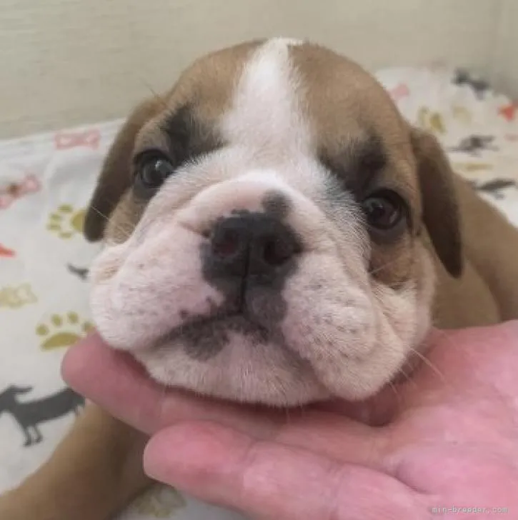 ID：2208-04922の子犬