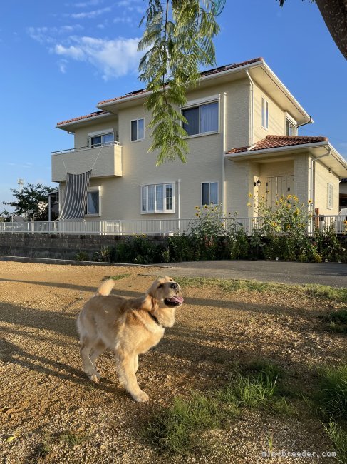 川村　裕昭(かわむら　ひろあき)ブリーダー(山口県・ゴールデンレトリバーなど・JKC登録)の紹介写真1