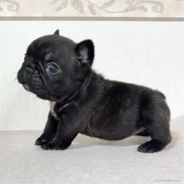 フレンチブルドッグ【山口県・女の子・2025年10月16日・ブリンドル】の写真1