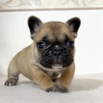 フレンチブルドッグ【山口県・男の子・2025年10月16日・フォーン】の写真「小ブリで可愛いブラックマスクの男の子💙予約受付中」