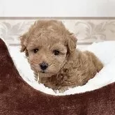 トイプードル(トイ)