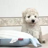 タイニープードル