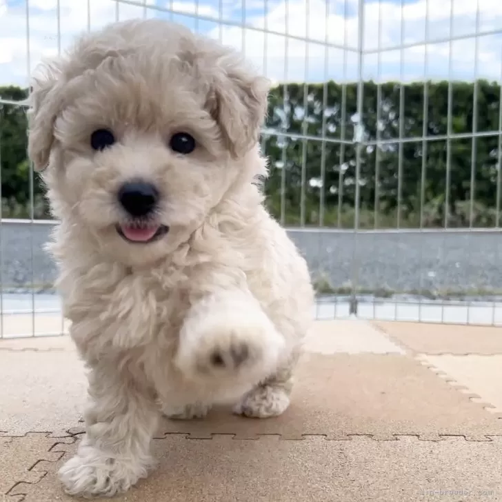 ID:2409-02504の子犬