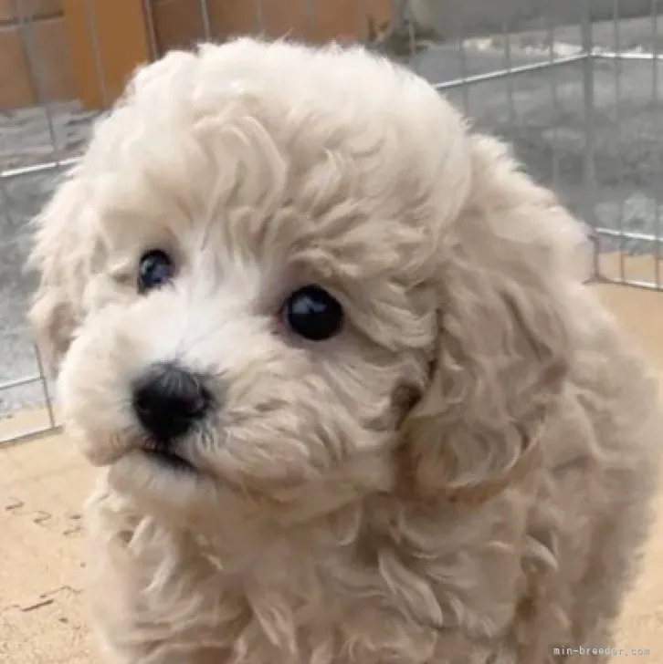 ID:2310-00215の子犬