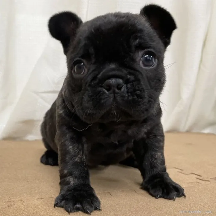 りゅうくん 様のお迎えした子犬