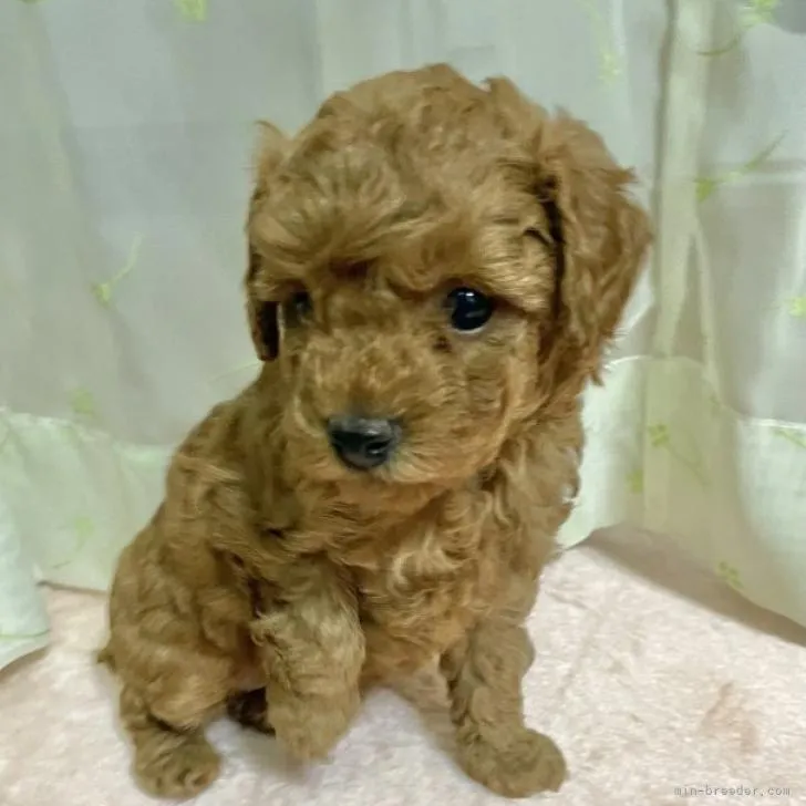 ID:2210-02908の子犬