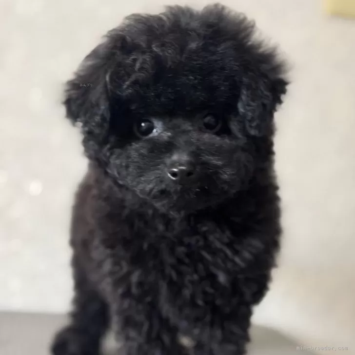 ID:2501-06246の子犬