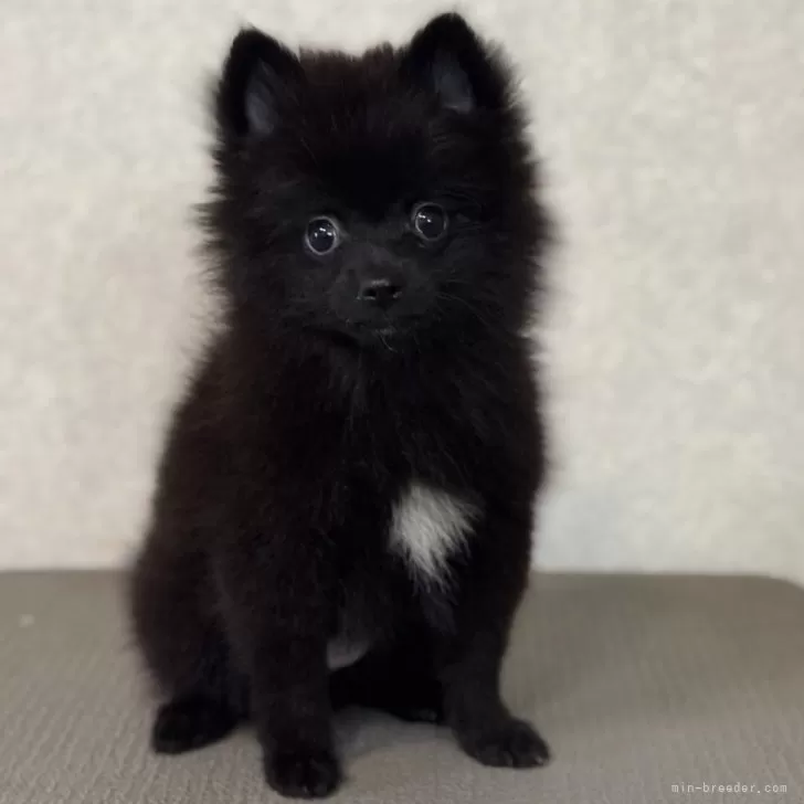 ID:2509-03075の子犬