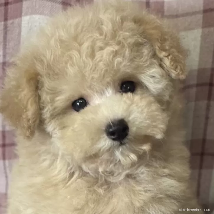 ID:2504-06241の子犬