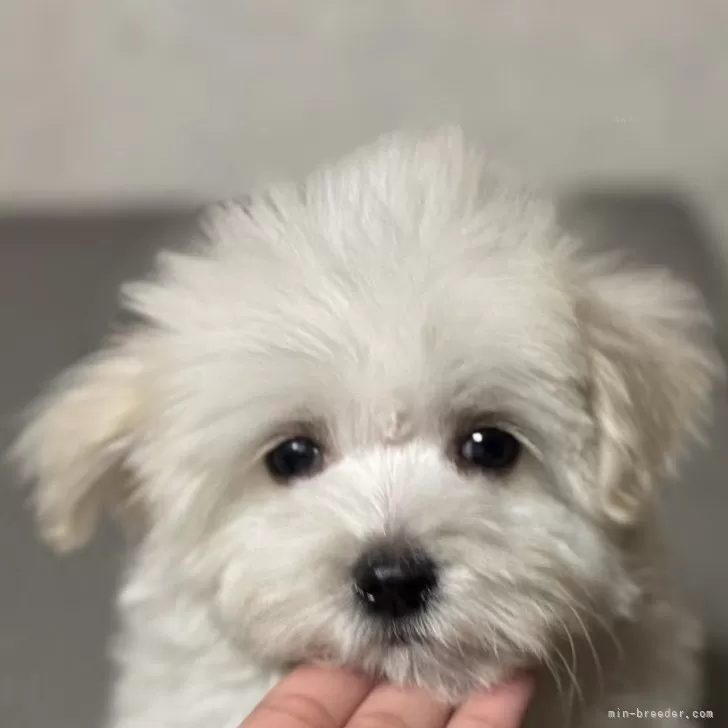ID:2502-03469の子犬