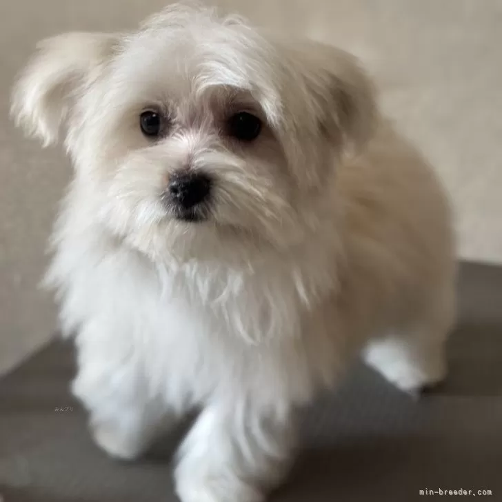 ID：2412-00906の子犬