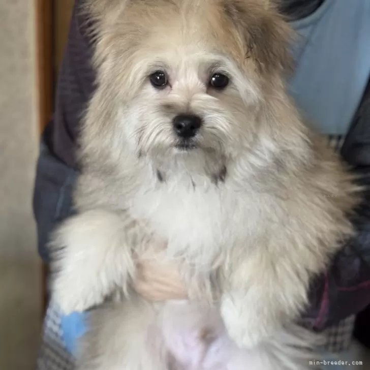 ID:2412-00851の子犬