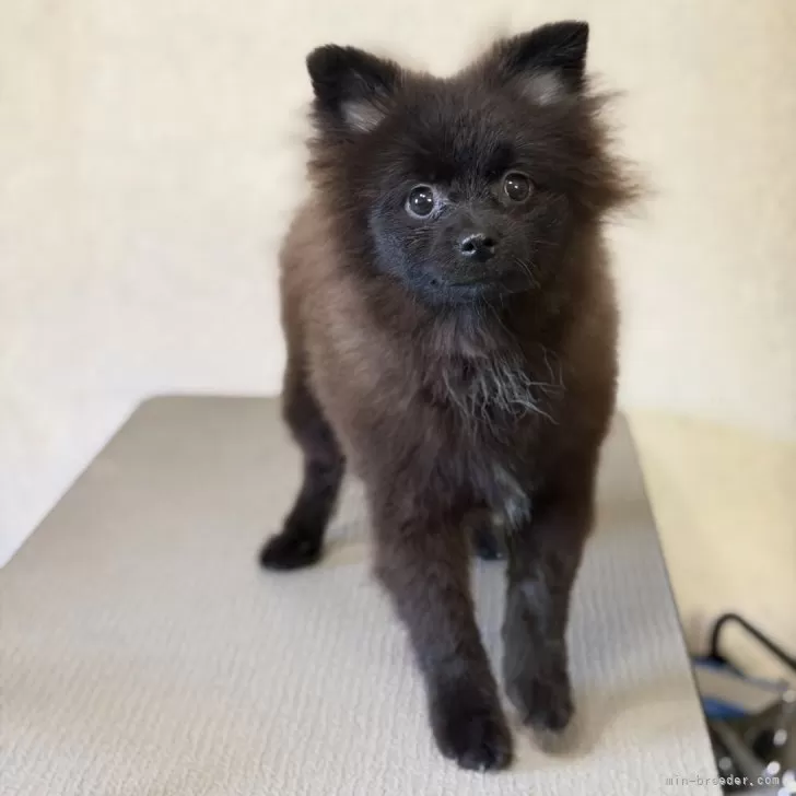 ポメラニアン【大分県・男の子・2025年7月26日・ブラック】の写真1