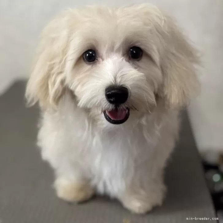 K.H 様のお迎えした子犬