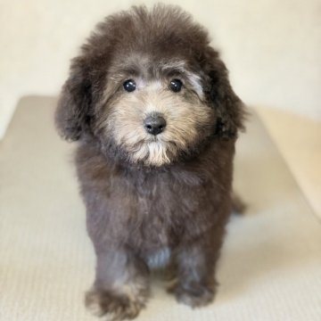 トイプードル(タイニー)【大分県・女の子・2025年8月15日・グレー(シルバー)】の写真「元気いっぱいな女の子」