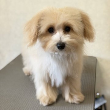 マルプー(マルチーズ×トイプードル)【大分県・男の子・2025年5月19日・カフェラテ】の写真「くりくりおめめの男の子」