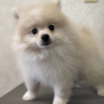 ポメラニアン【大分県・男の子・2025年6月25日・クリーム】の写真「短いあんよのおっとりさん」