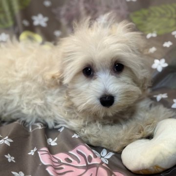 マルプー(マルチーズ×トイプードル)【大分県・男の子・2025年5月19日・クリーム】の写真「とっても甘えん坊の男の子」