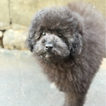 トイプードル(トイ)【大分県・女の子・2025年8月8日・ブラック】の写真「ちょっぴり人見知りだけど慣れたらとって甘えん坊」