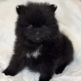 ポメラニアン